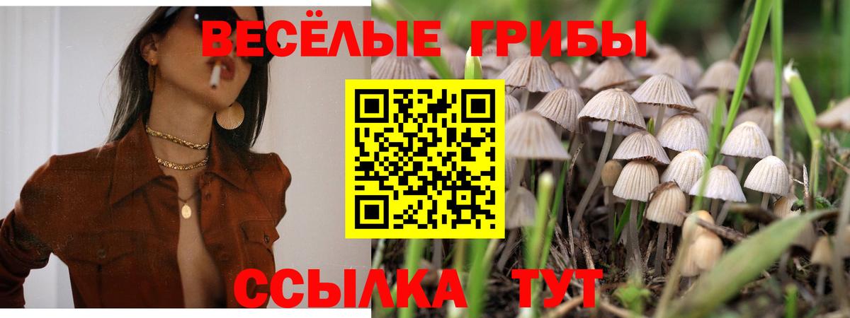 дарнет шоп  Вход с VPN  Мариинск  Галлюциногенные грибы Psilocybine cubensis  Псилоцибиновые грибы Psilocybe 